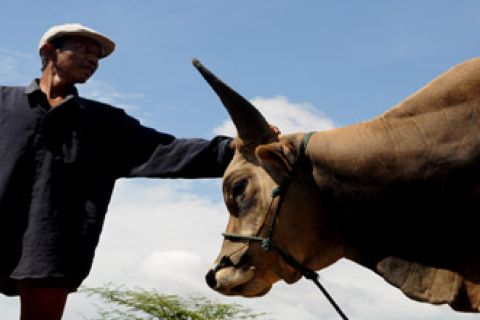 SAPI KURBAN