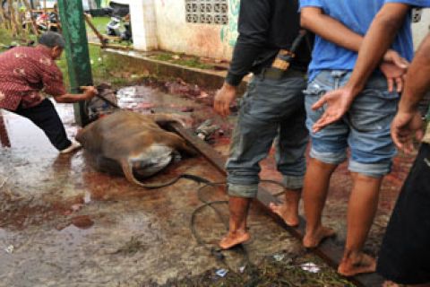 PENYEMBELIHAN HEWAN QURBAN