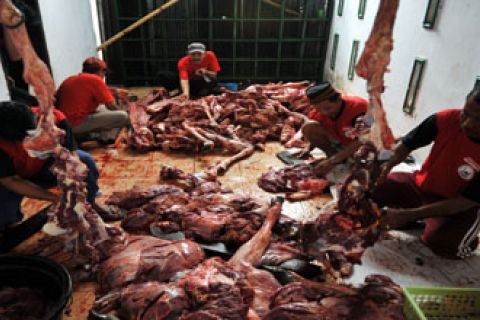 DAGING QURBAN