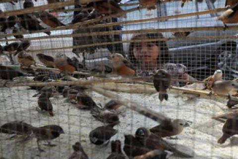 BURUNG PIPIT