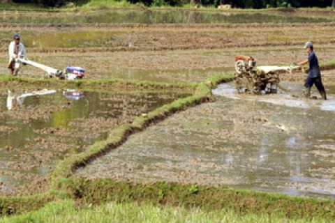 SAWAH TADAH HUJAN