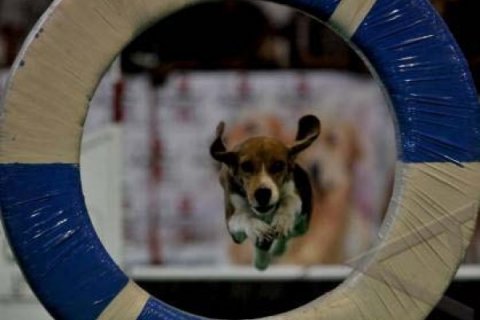 KONTES ANJING