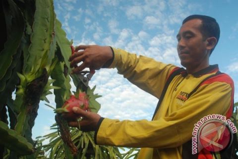 Buah naga