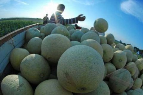 MELON MADU