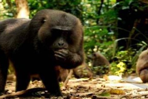 KERA HITAM