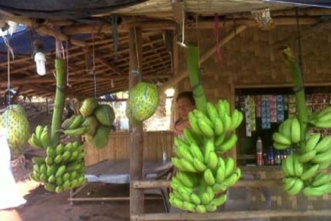 Pisang Lampung