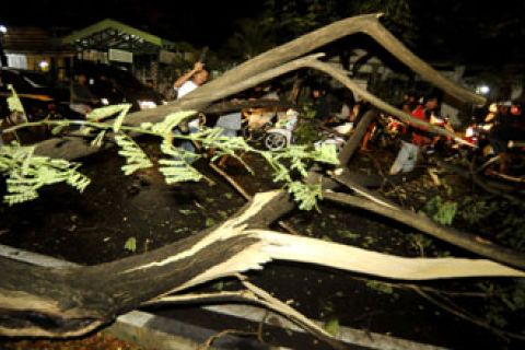 POHON TUMBANG