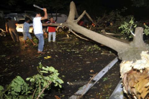 POHON TUMBANG