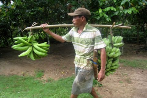 Panen Pisang