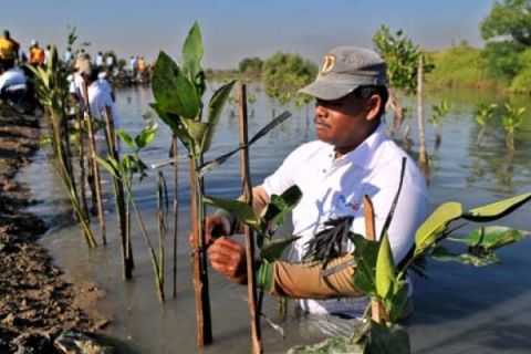 TANAM MANGROVE