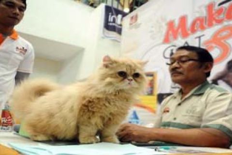 KONTES KUCING