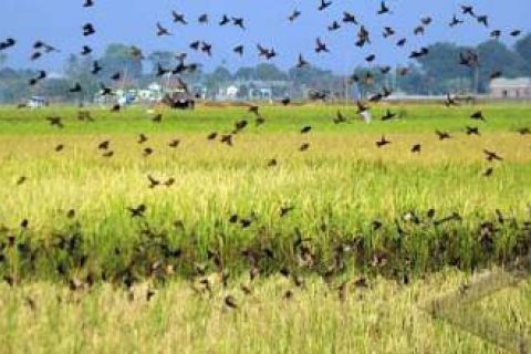 HAMA BURUNG PIPIT