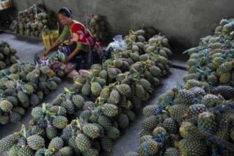 HARGA NANAS STABIL