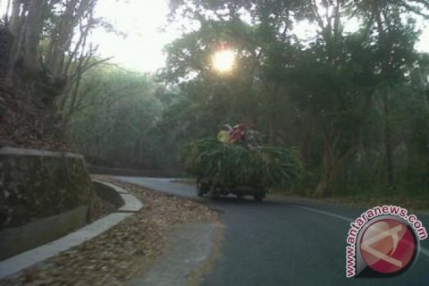 Petani menjual tebon jagung