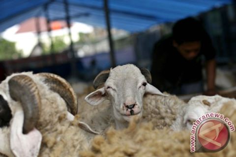 Penjualan hewan qurban