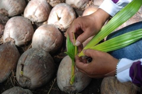 BIBIT KELAPA KOPYOR