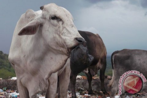 Sapi tidak layak konsumsi