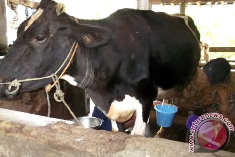 &amp;quot;Harga susu sapi tidak senikmat harga daging sapi&amp;quot;