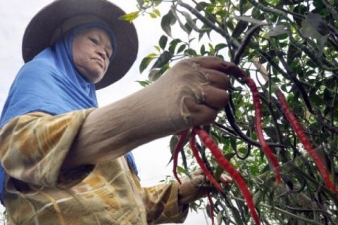 HARGA CABAI NAIK