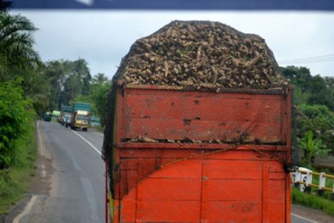 Singkong Lampung