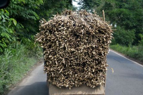 Bibit Singkong