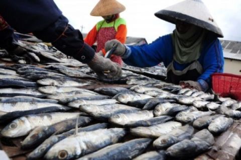 HARGA IKAN ASIN NAIK
