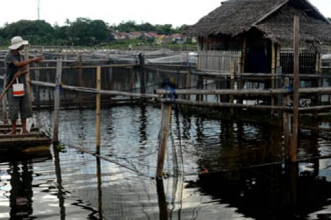 BUDIDAYA IKAN LELE