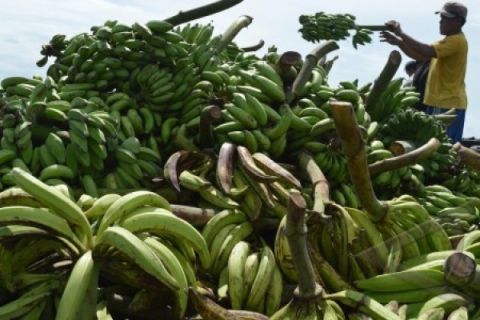 Pisang Pulau Sebesi