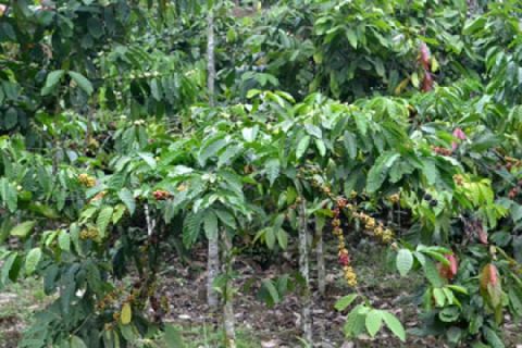 Kopi Lampung Barat