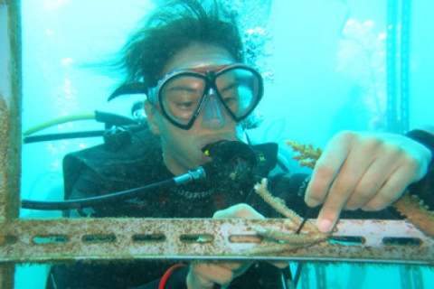 Tansplantasi Coral