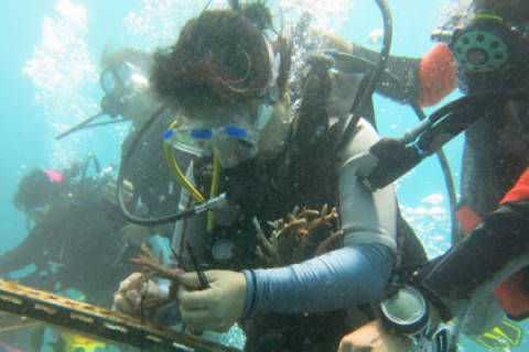 Tansplantasi Coral