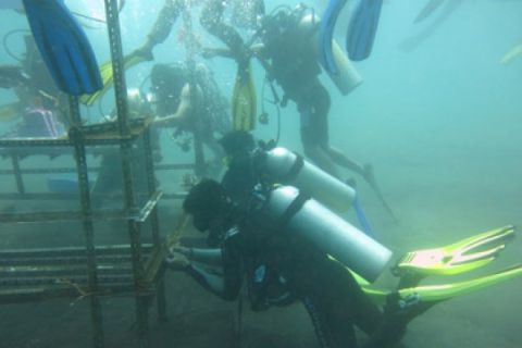 Tansplantasi Coral