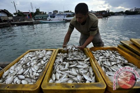 HARGA IKAN NAIK