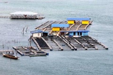 Perikanan Kelong Lesu/Joko Sulistyo