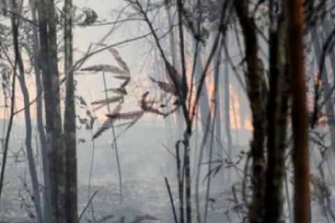 Hutan Lindung Terbakar/Joko Sulistyo