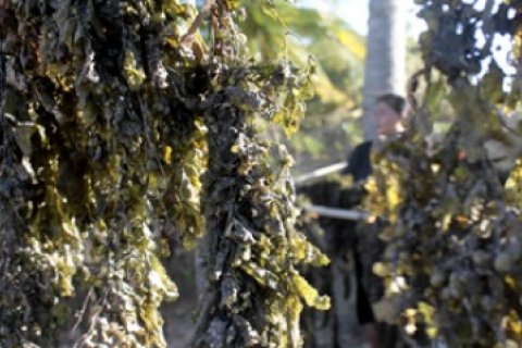 Manfaatkan Rengkam Laut/Joko Sulistyo