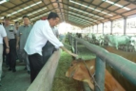 Kunjungan Kerja Jokowi