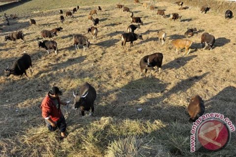 SAPI KURBAN