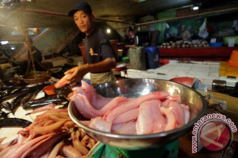 Harga Ikan Gabus Naik