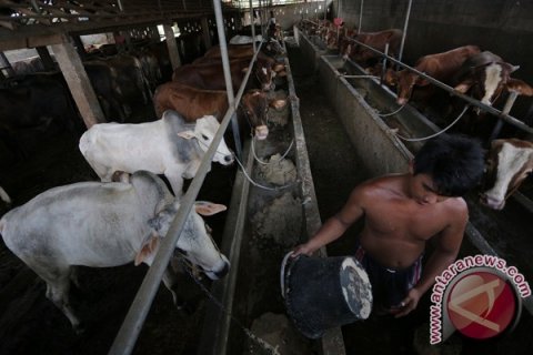 Impor Sapi