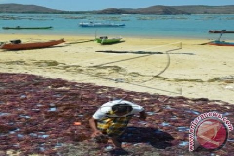 HARGA RUMPUT LAUT TURUN