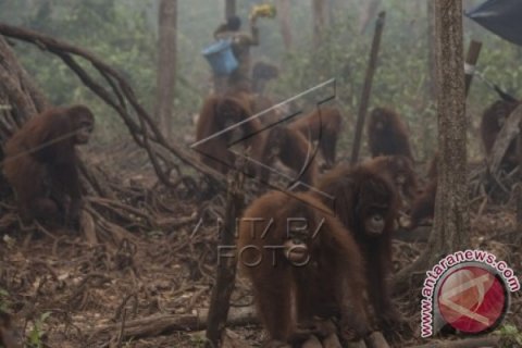 Dampak Asap Pada Orang Utan