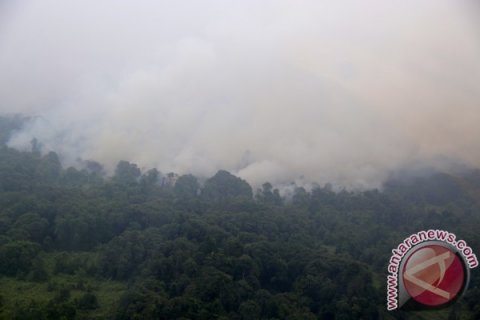 Kebakaran hutan lindung