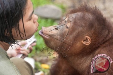 Orangutan Terdampak Kabut Asap