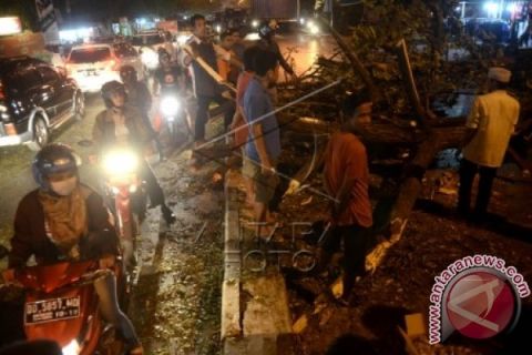 POHON TUMBANG DI MAKASSAR