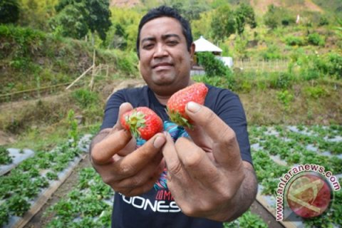 WISATA AGRO SEMBALUN