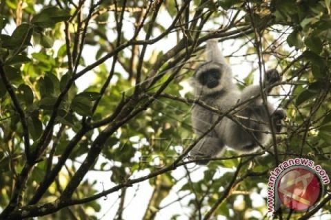 Owa di Gunung Gede Pangrango