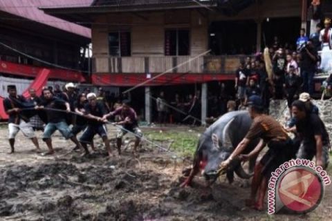 PROSESI RAMBU SOLO DI TORAJA
