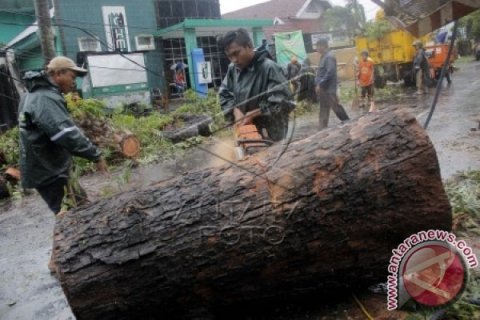 POHON TUMBANG