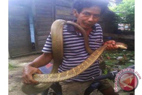 Tangkapan Ular King Kobra